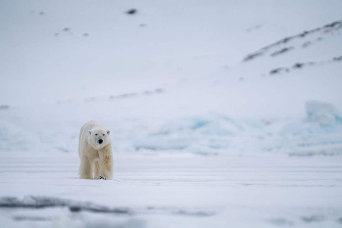 Ultimate Guide to Polar Bears: Habitat, Diet, Behavior and Conservation